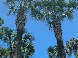 palm tree removal