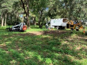 professional tree service