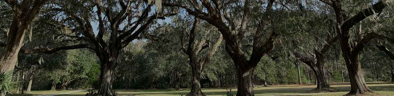 Charleston Tree Services Blog | Connor Tree Service