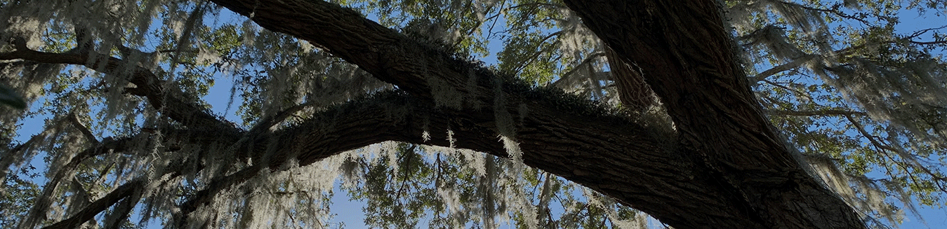 ISA Certified Arborist Charleston, SC | Tree Arborist Near Me | Connor ...
