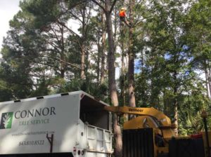 tree trimming service