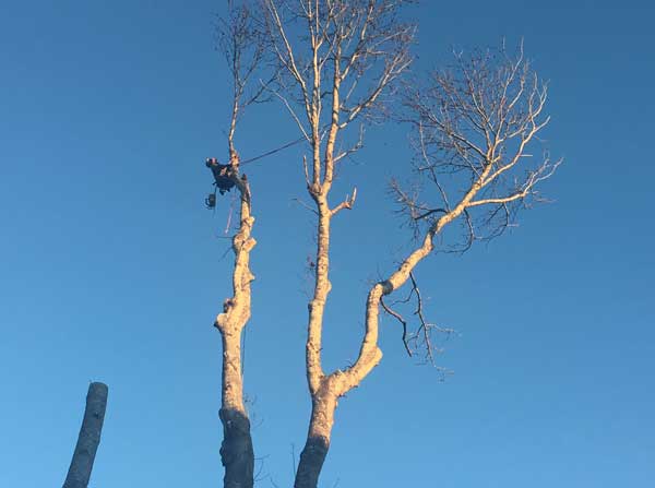 professional tree service