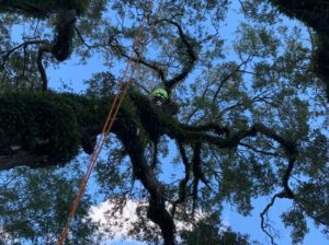 professional tree service