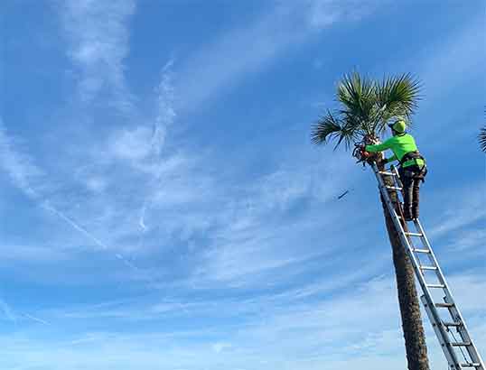 palm tree trimming