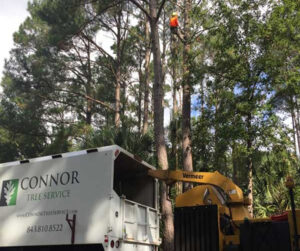 tree removal in Mt. Pleasant, SC