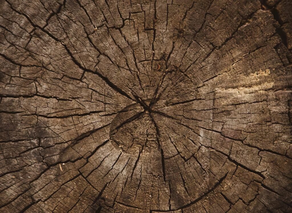 Reading the Rings: Tree Stump Secrets Revealed