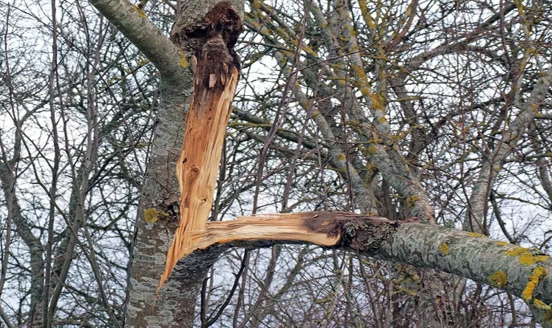 Storm-Damaged Trees: Signs It’s Time to Call for Professional Removal